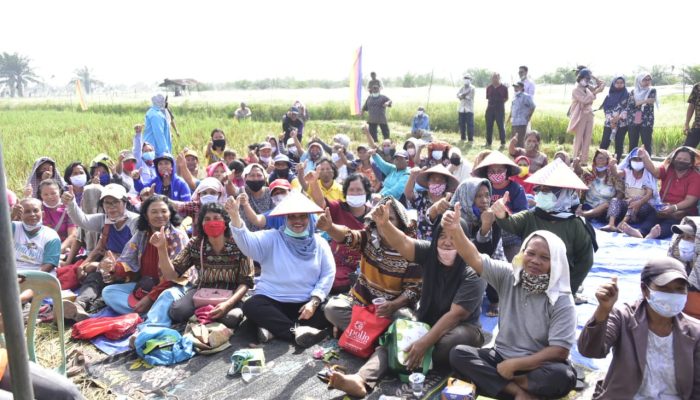 Kasmarni Panen Raya Bersama Masyarakat Kelurahan Titian Antui