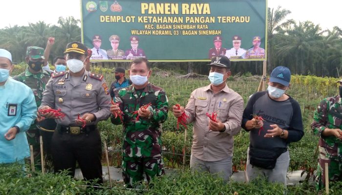 Bersama Danramil, Camat Basira panen perdana cabai di lahan ketahanan pangan.