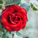 Mengenal Ragam Tanaman Bunga dan Cara Merawatnya