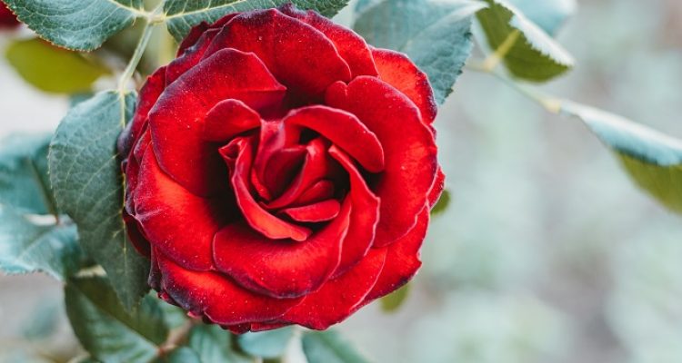 Mengenal Ragam Tanaman Bunga dan Cara Merawatnya